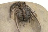 Spiny Leonaspis Trilobite - Foum Zguid, Morocco #226033-5